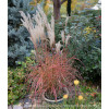 Miskant chiński 'Little Miss' | Miscanthus sinensis
