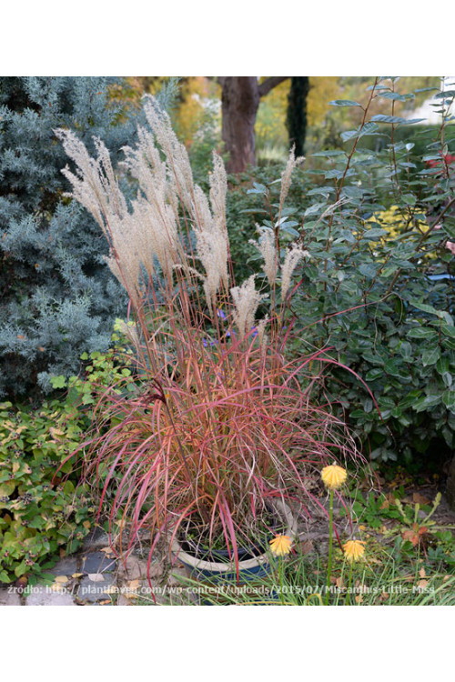 Miskant chiński 'Little Miss' | Miscanthus sinensis