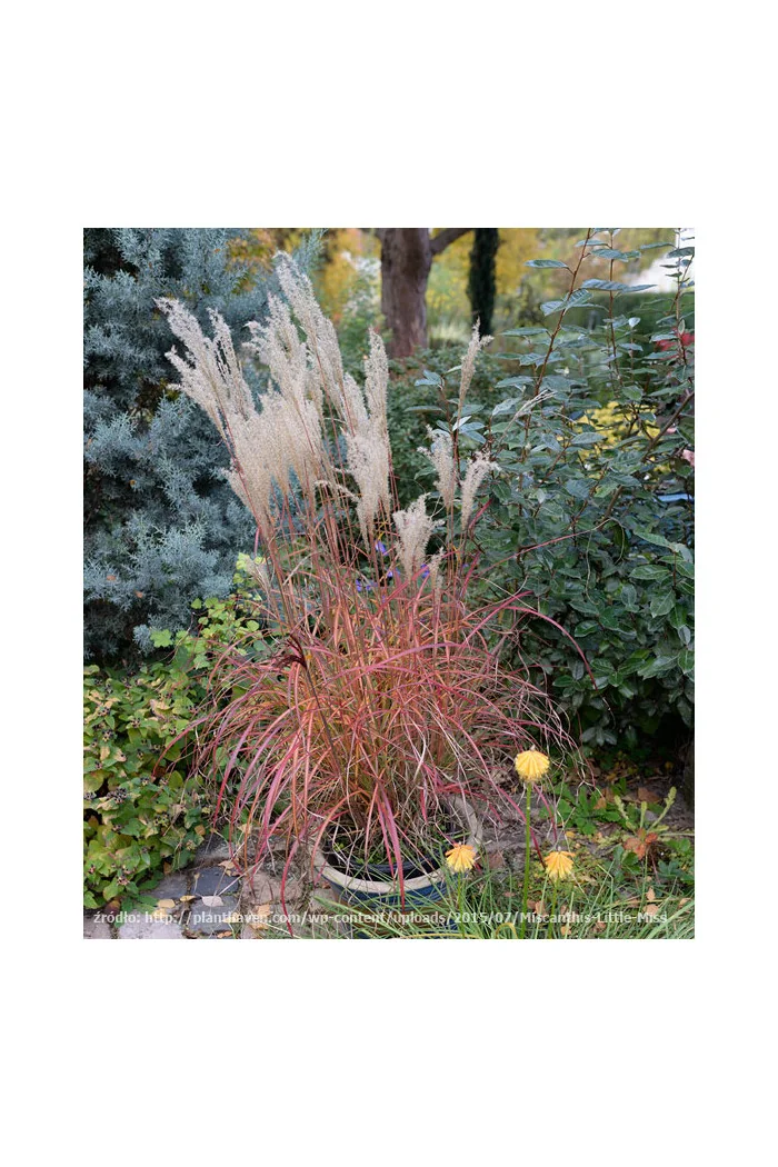 Miskant chiński 'Little Miss' | Miscanthus sinensis