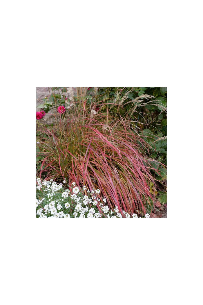 Miskant chiński 'Little Miss' | Miscanthus sinensis