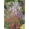 Miskant chiński 'Little Miss' | Miscanthus sinensis