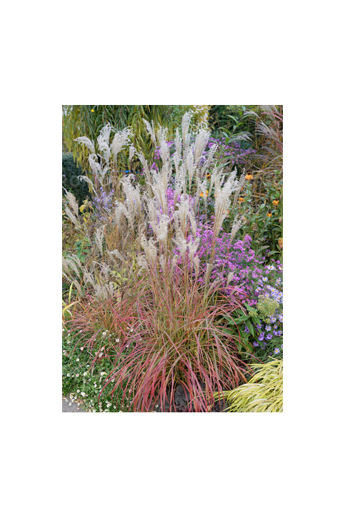 Miskant chiński 'Little Miss' | Miscanthus sinensis