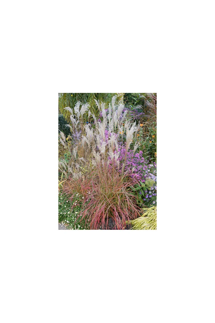 Miskant chiński 'Little Miss' | Miscanthus sinensis