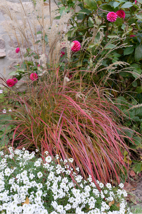 Miskant chiński 'Little Miss' | Miscanthus sinensis