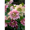 Ciemiernik orientalny 'Double Crown Mix' Helleborus orientalis