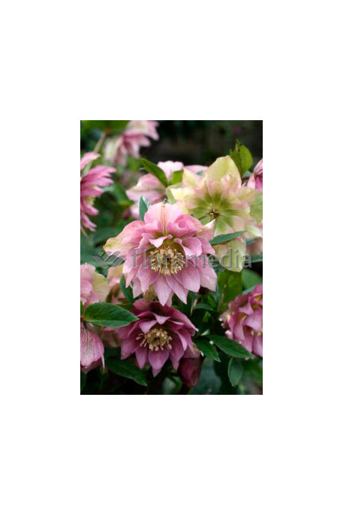 Ciemiernik orientalny 'Double Crown Mix' Helleborus orientalis