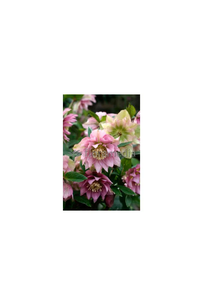 Ciemiernik orientalny 'Double Crown Mix' Helleborus orientalis