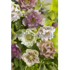 Ciemiernik orientalny 'Double Crown Mix' Helleborus orientalis