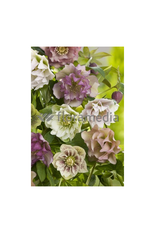 Ciemiernik orientalny 'Double Crown Mix' Helleborus orientalis