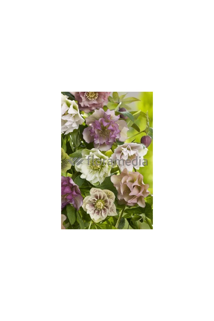 Ciemiernik orientalny 'Double Crown Mix' Helleborus orientalis