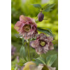Ciemiernik orientalny 'Double Crown Mix' Helleborus orientalis