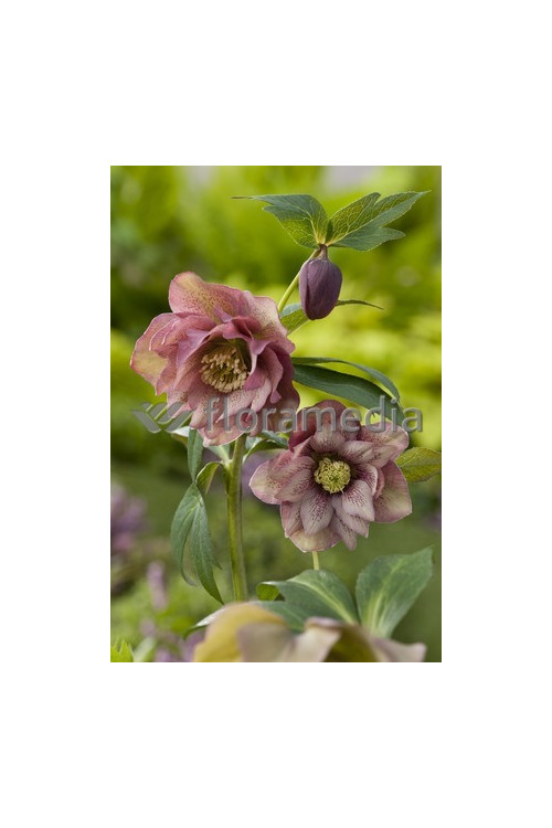 Ciemiernik orientalny 'Double Crown Mix' Helleborus orientalis