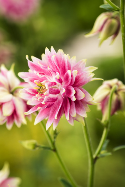 Orlik 'Nora Barlow' | Aquilegia vulgaris