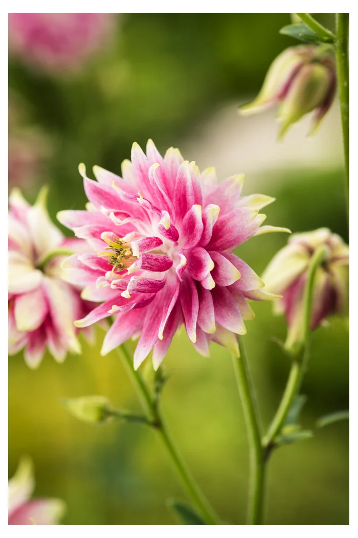 Orlik 'Nora Barlow' | Aquilegia vulgaris