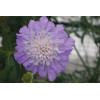 Driakiew 'Mariposa Blue' | Scabiosa columbaria