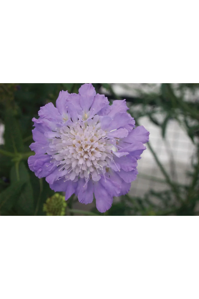 Driakiew 'Mariposa Blue' | Scabiosa columbaria