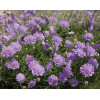 Driakiew 'Mariposa Blue' | Scabiosa columbaria