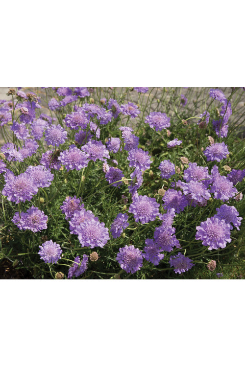 Driakiew 'Mariposa Blue' | Scabiosa columbaria