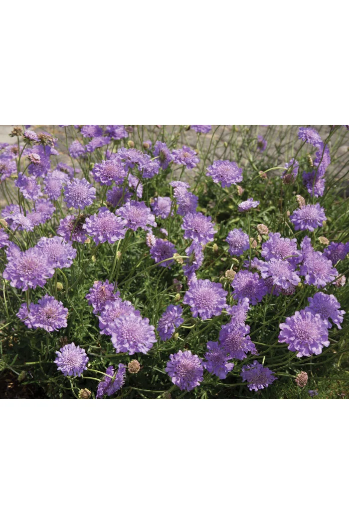 Driakiew 'Mariposa Blue' | Scabiosa columbaria