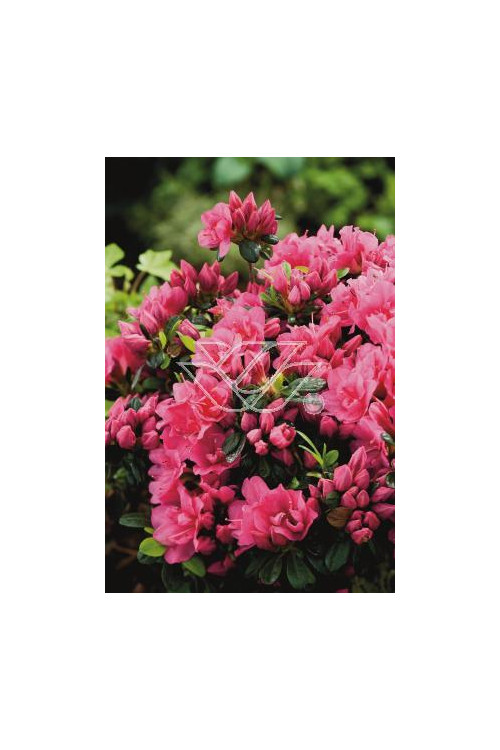 Azalia japońska 'Canzonetta' | Azalea japonica
