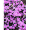 Różanecznik 'PJM Elite' Rhododendron