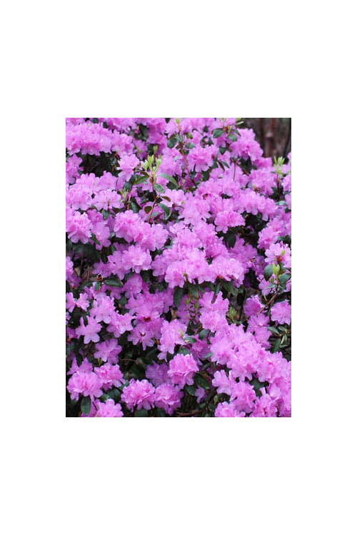 Różanecznik 'PJM Elite' Rhododendron