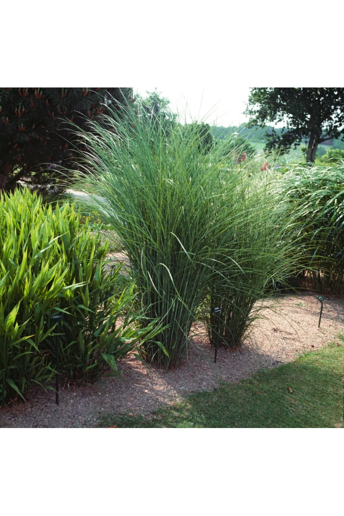Miskant chiński 'Gracillimus' | Miscanthus sinensis