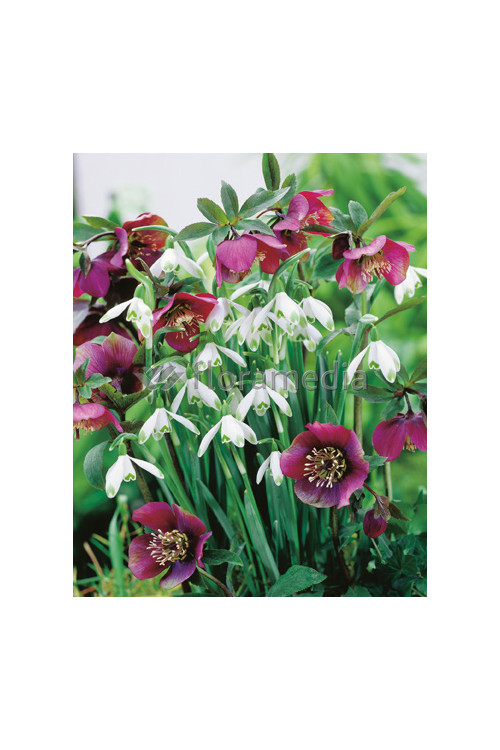 Ciemiernik orientalny 'Crown Dark Purple' Helleborus orientalis