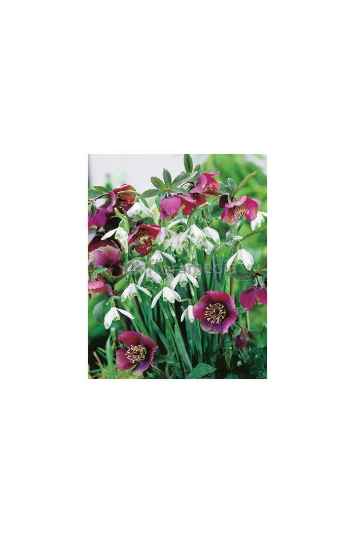 Ciemiernik orientalny 'Crown Dark Purple' Helleborus orientalis