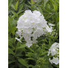 Floks wiechowaty 'Fujiyama' Phlox panniculata