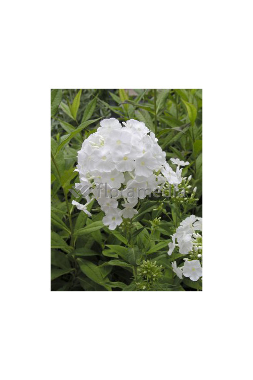 Floks wiechowaty 'Fujiyama' Phlox panniculata