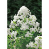Floks wiechowaty 'Fujiyama' Phlox panniculata