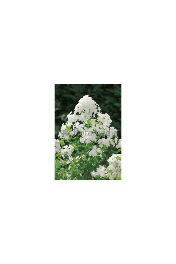 Floks wiechowaty 'Fujiyama' Phlox panniculata