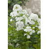 Floks wiechowaty 'Fujiyama' Phlox panniculata