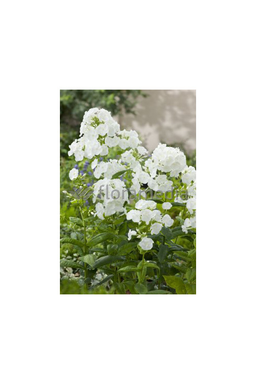 Floks wiechowaty 'Fujiyama' Phlox panniculata