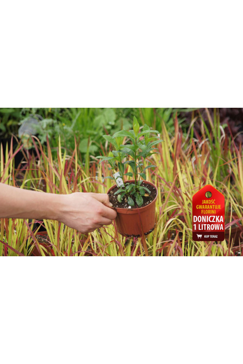 Floks wiechowaty 'Fujiyama' Phlox panniculata