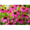 Jeżówka purpurowa 'Pow Wow Wild Berry' | Echinacea purpurea