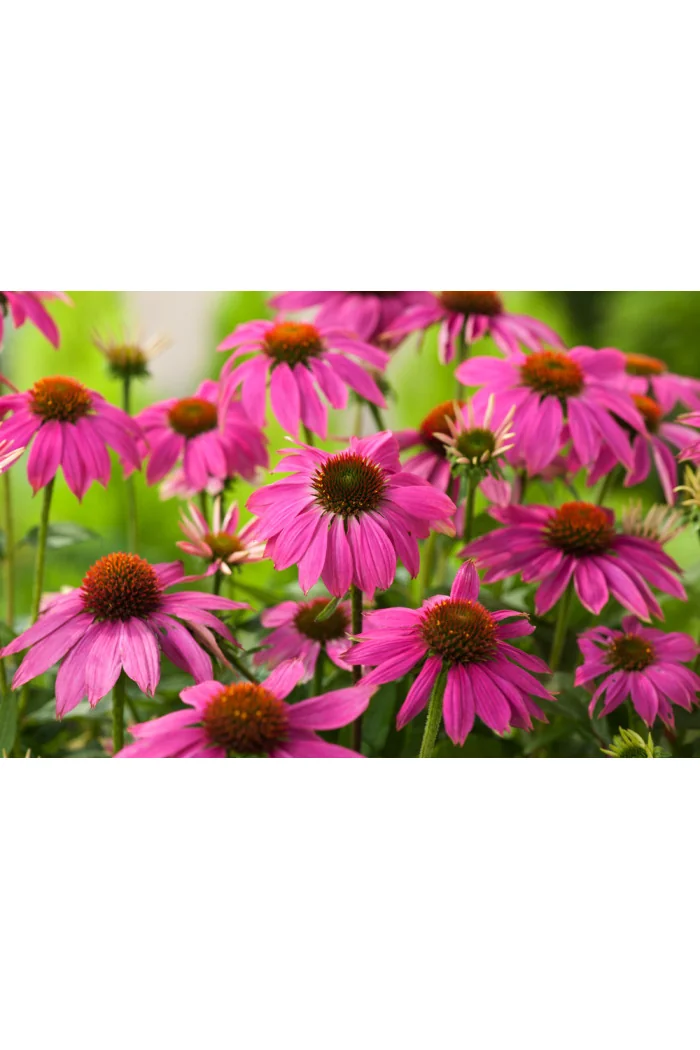 Jeżówka purpurowa 'Pow Wow Wild Berry' | Echinacea purpurea