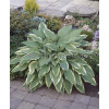Funkia 'Antioch' Hosta