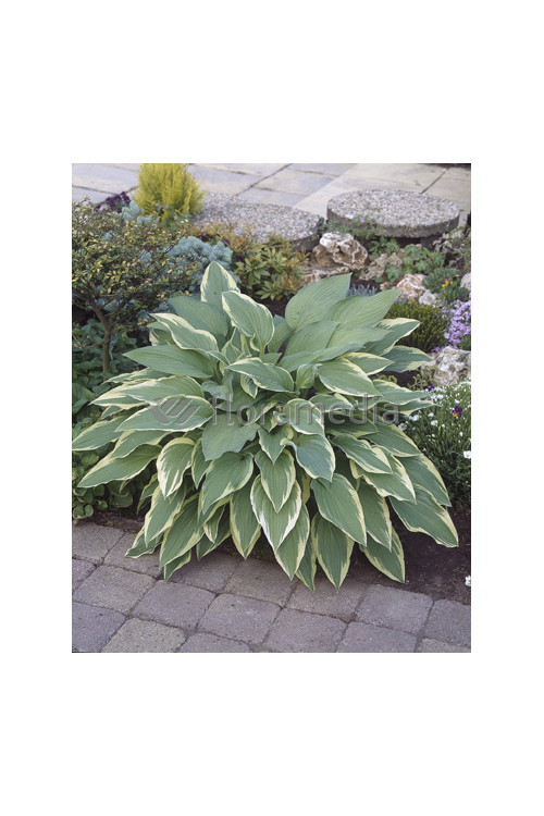 Funkia 'Antioch' Hosta