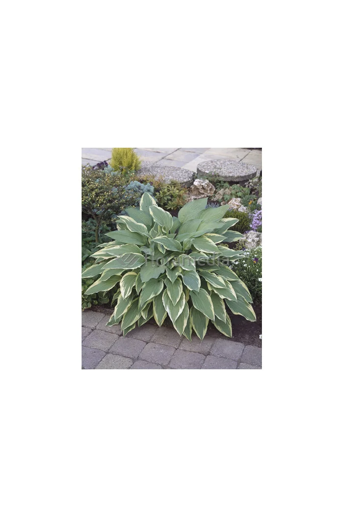 Funkia 'Antioch' Hosta
