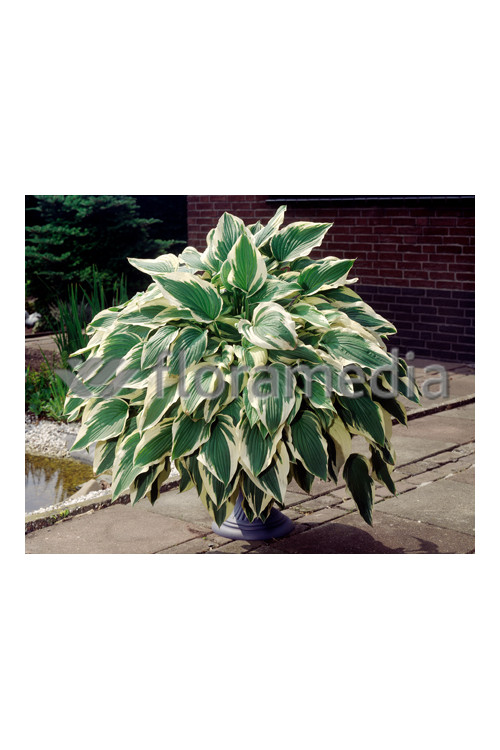 Funkia 'Antioch' Hosta