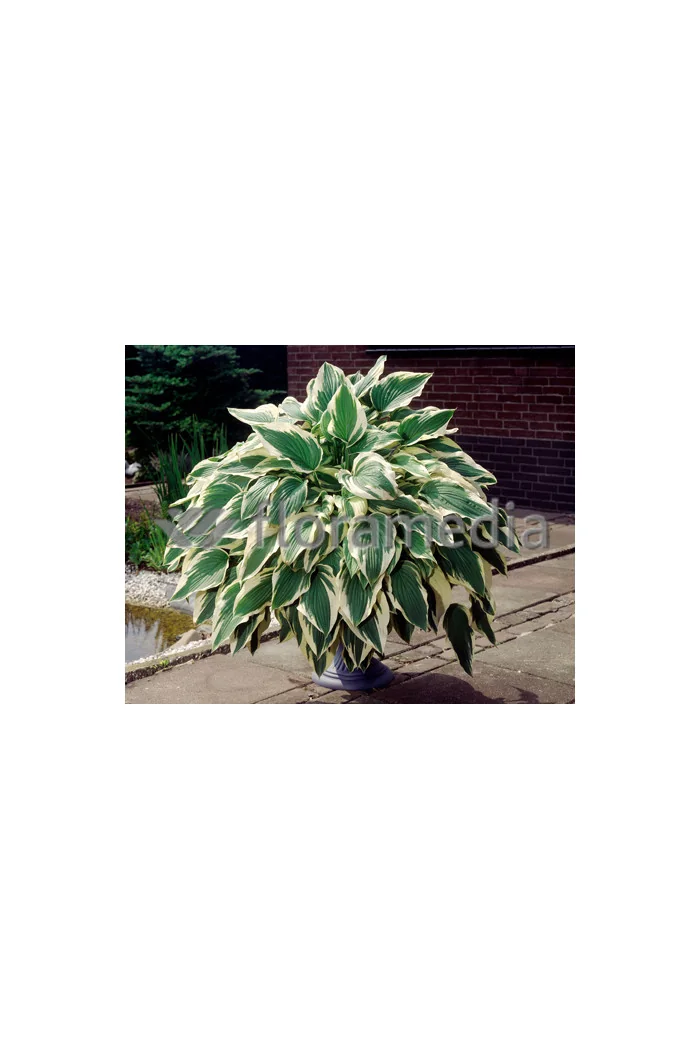 Funkia 'Antioch' Hosta