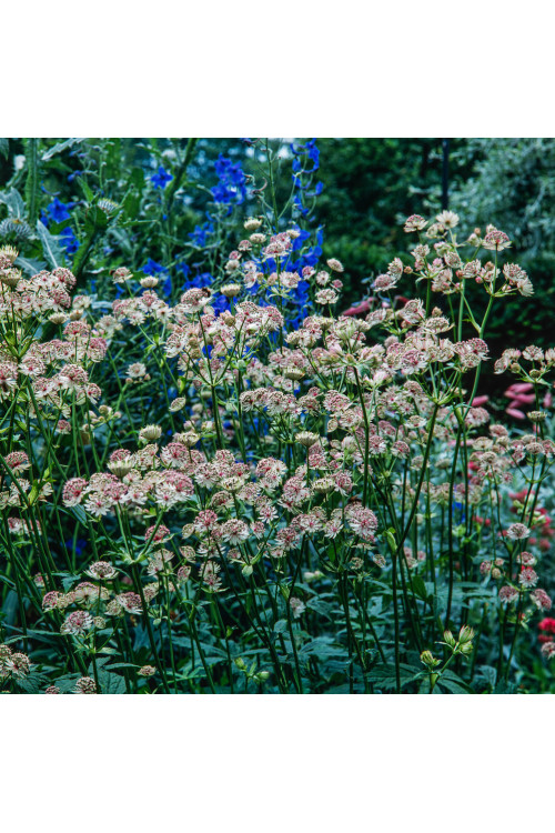 Jarzmianka większa | Astrantia major