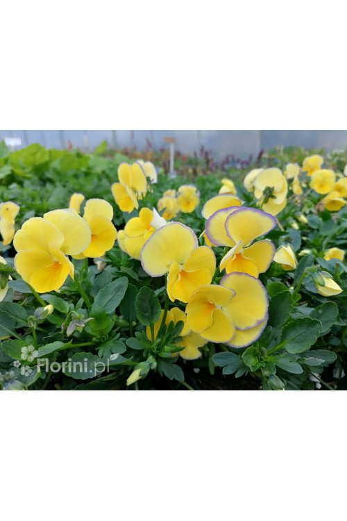 Bratek 'Etain' Viola cortuna