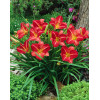 Liliowiec 'Red Rum' | Hemerocallis