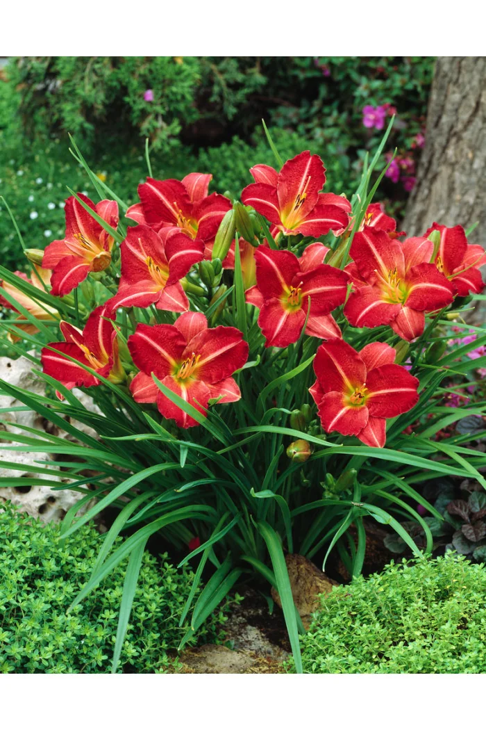 Liliowiec 'Red Rum' | Hemerocallis