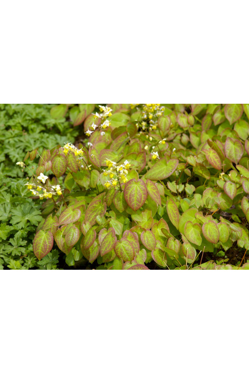 Epimedium żółte 'Sulphureum' | Epimedium x versicolor