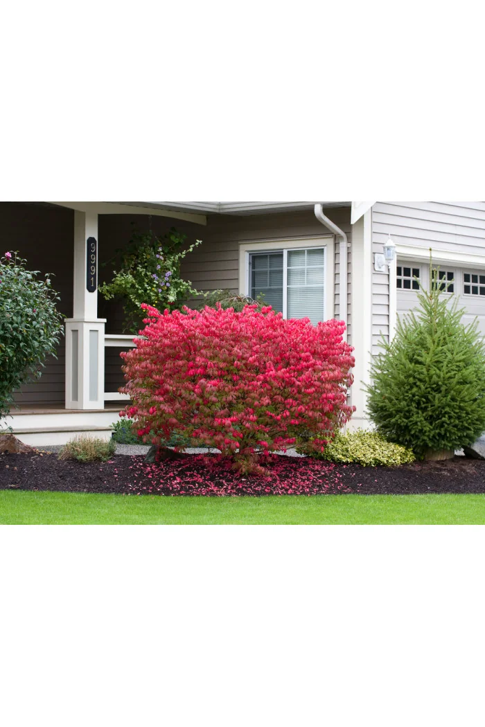 Trzmielina oskrzydlona 'Chicago Fire' | Euonymus alatus