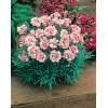 Goździk pierzasty 'Ine' Dianthus plumarius